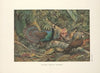 Palawan Peacock Pheasant (Polyplectron napoleonis). (1918-1922)