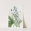 Pale-blue variable Larkspur by Sydenham Edwards