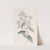 Pale-flowered Ceanothus by Sydenham Edwards