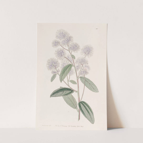 Pale-flowered Ceanothus by Sydenham Edwards