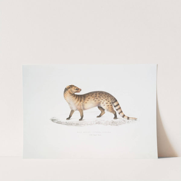 Pale Genet, Viverra pallida by John Edward Gray