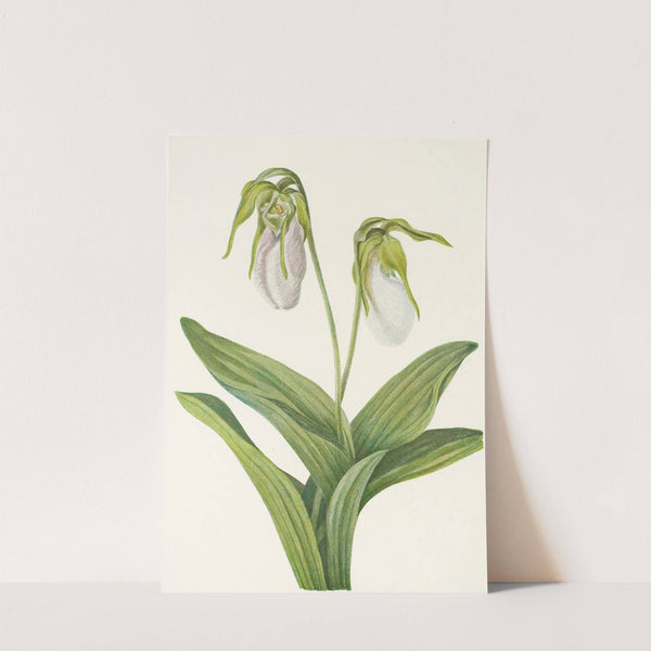 Pale Ladyslipper. (Cypripedium acaule) (1925) by Mary Vaux Walcott