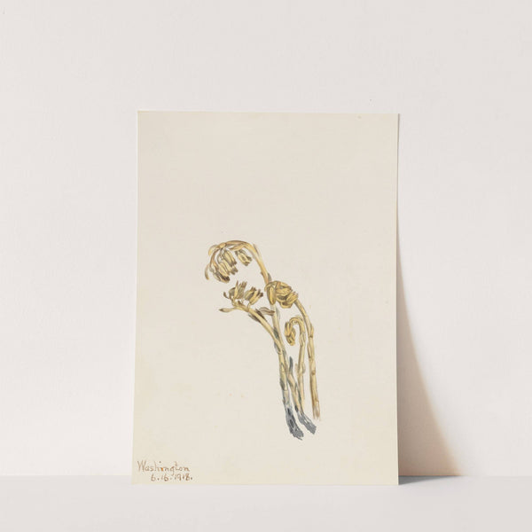 Pale Pinesap (Hypopitys americana) (1918) by Mary Vaux Walcott