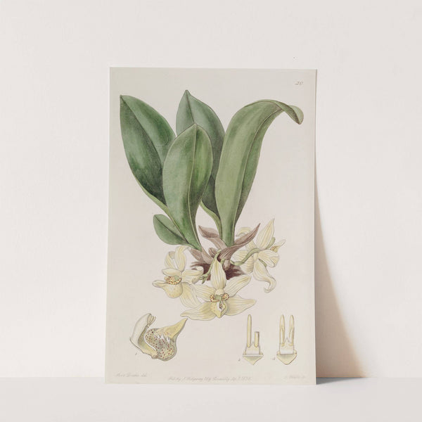 Pale Stenia by Sydenham Edwards