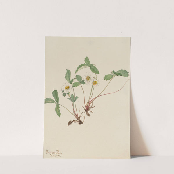 Pale Strawberry (Fragaria glauca) (1917) by Mary Vaux Walcott