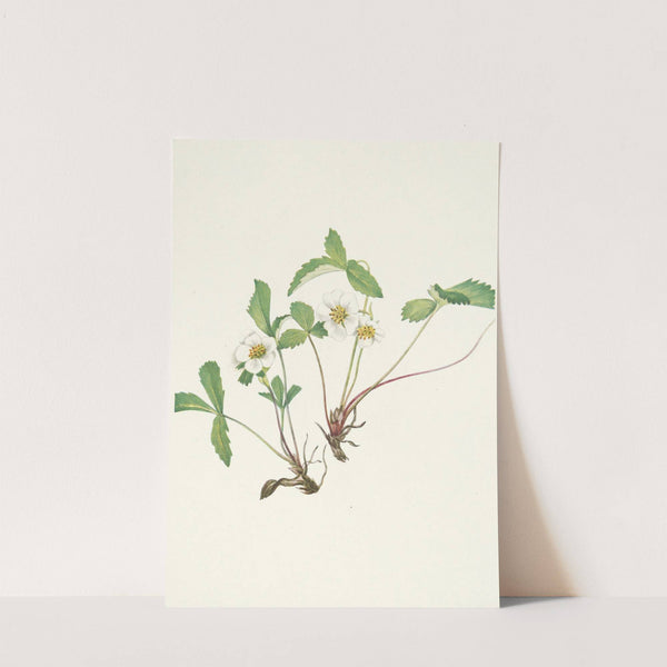 Pale Strawberry. Fragaria glauca (1925) by Mary Vaux Walcott