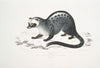 Pallas’s Paradoxurus, Paradoxurus Pallasii. India.