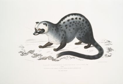 Pallas’s Paradoxurus, Paradoxurus Pallasii. India.