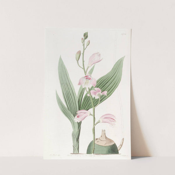 Pallid Bletia by Sydenham Edwards