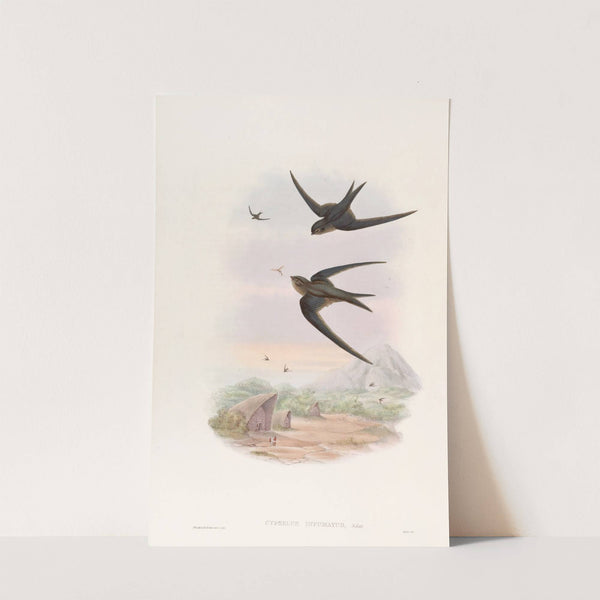 Palm Roof-Swift by John Gould