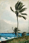 Palm Tree, Nassau (1898)