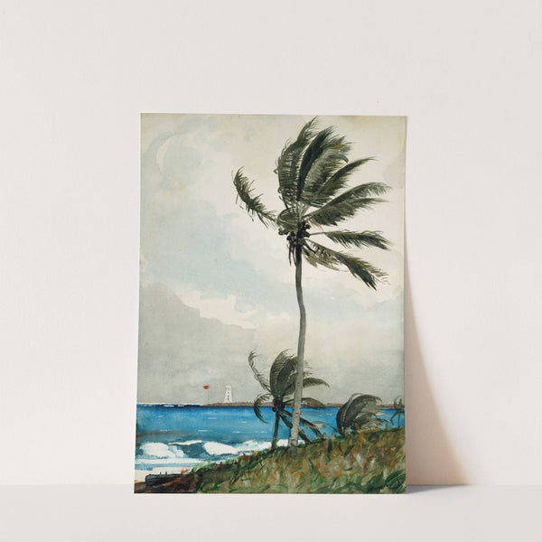 Palm Tree, Nassau (1898) by Winslow Homer