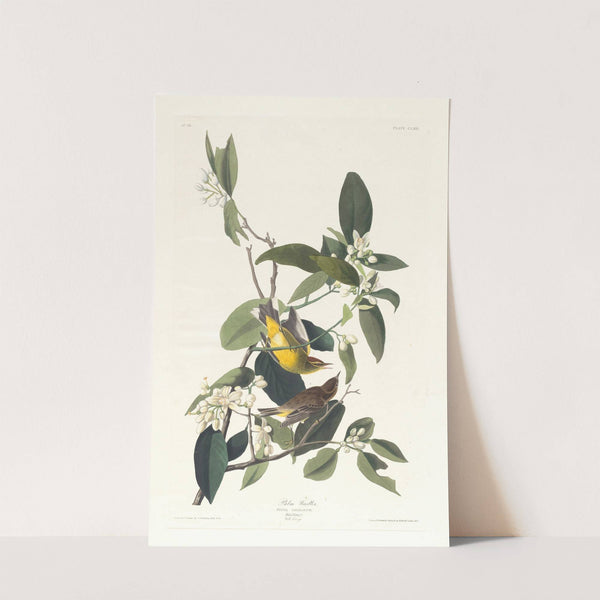 Palm warbler by John James Audubon