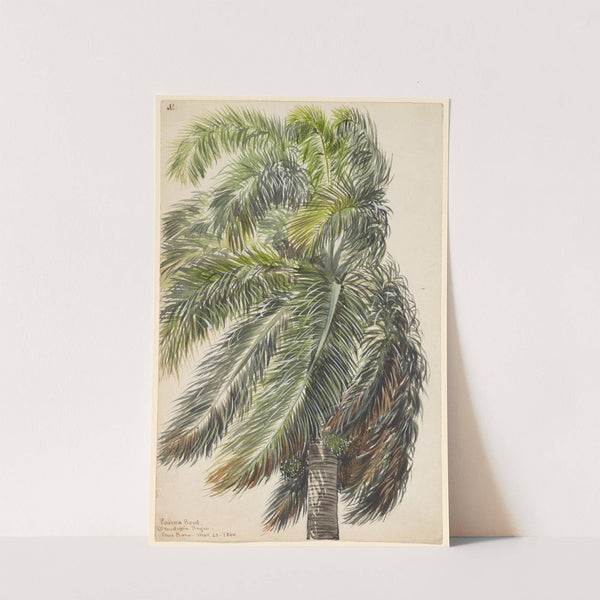 Palma Real by Charles de Wolf Brownell