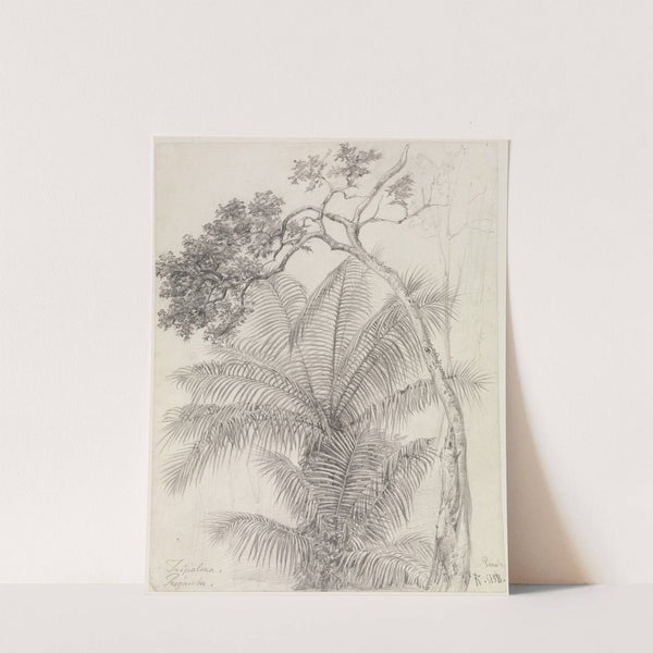 Palmen- und Baumstudie (1858) by Ferdinand Keller