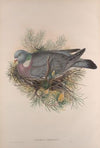 Palumbus torquatus. Wood-Pigeon, or Cushat. (1862-1873)