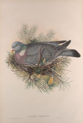 Palumbus torquatus. Wood-Pigeon, or Cushat. (1862-1873)