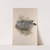 Palumbus torquatus. Wood-Pigeon, or Cushat. (1862-1873) by John Gould