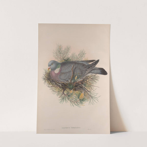 Palumbus torquatus. Wood-Pigeon, or Cushat. (1862-1873) by John Gould