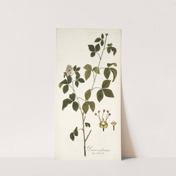 Panax aculeatum by Nikolaus Joseph Freiherr von Jacquin