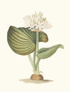 Pancratium Amboinense