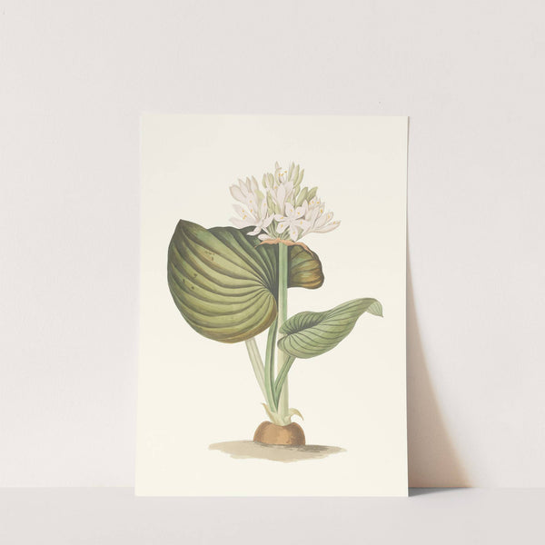 Pancratium Amboinense by Priscilla Susan Bury