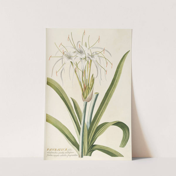 Pancratium by Georg Dionysius Ehret