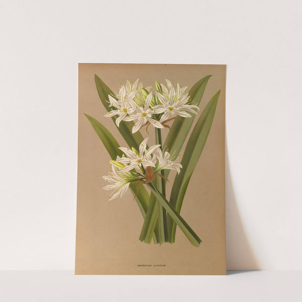 Pancratium Illyricum (1872-1881) by Arentina Hendrica Arendsen