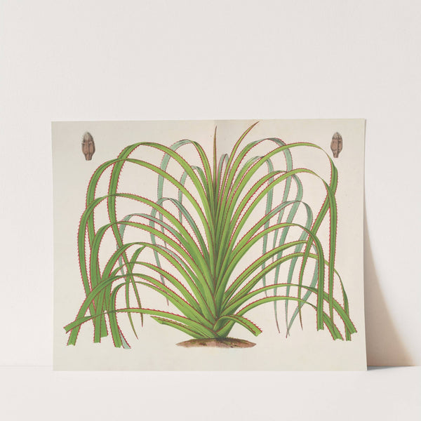 Pandanus Mauritianus by Charles Antoine Lemaire
