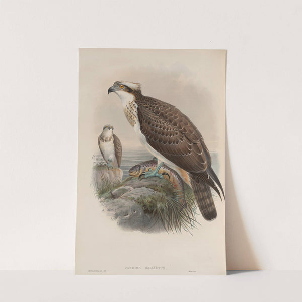 Pandion haliaëtus. Osprey (1862-1873) by John Gould