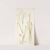 Panicum coloratum by Nikolaus Joseph Freiherr von Jacquin
