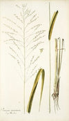 Panicum maximum