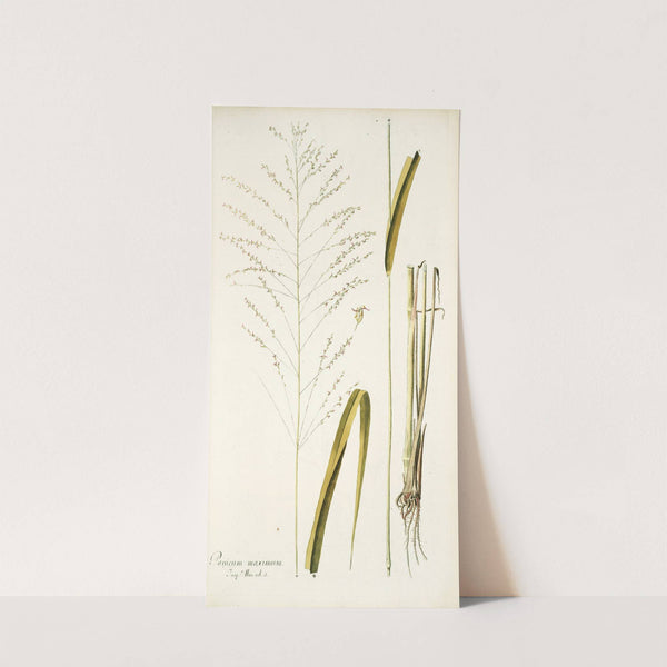 Panicum maximum by Nikolaus Joseph Freiherr von Jacquin