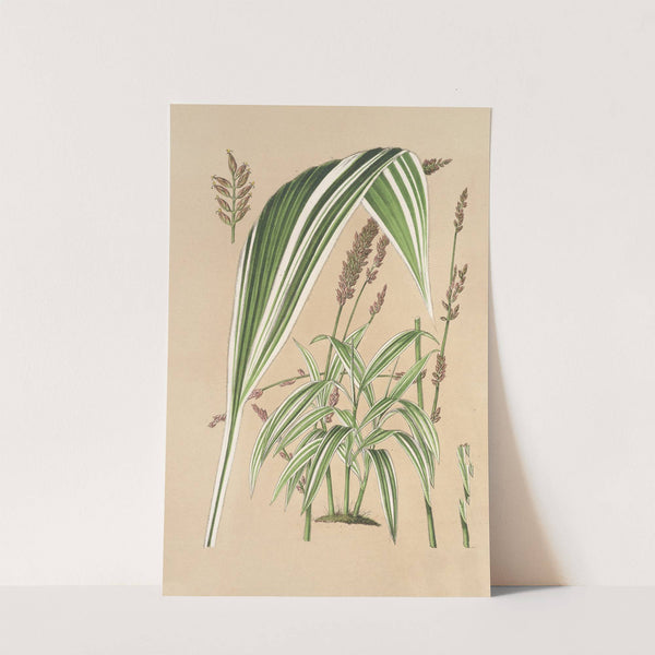 Panicum plicatum, fol. niveo-vittatis by Charles Antoine Lemaire