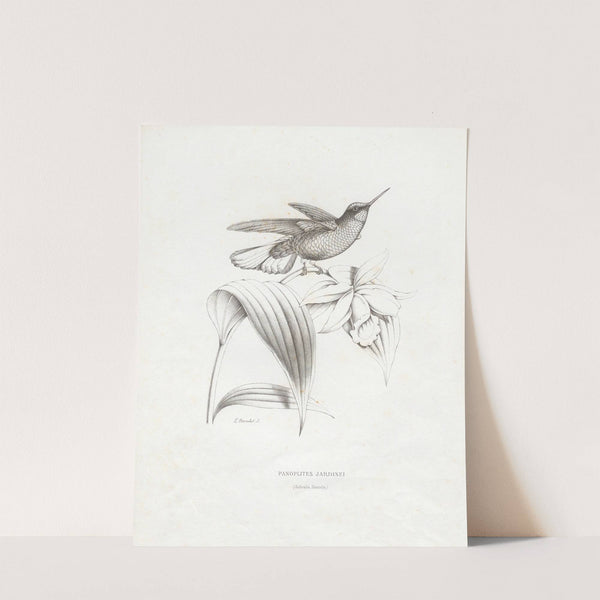 Panoplites Jardinei (1874-1877) by Paul Eugène Mesplès