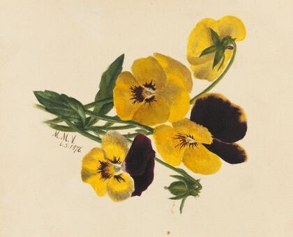 Turtlehead (Chelone glabra) (1926)
