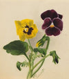 Pansies 2 (1875)