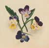 Owl-clover (Orthocarpus tenuifolius) (1923)