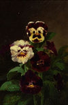 Pansies