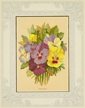 Pansies