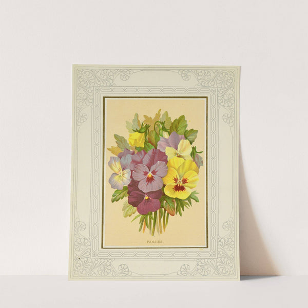 Pansies by Marcus Ward & Co