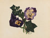 Pansies and Ivy (1876)