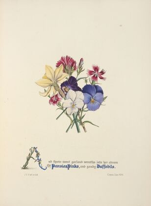 Pansies, pinks and daffodils