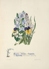 Pansies, violets, asphodel and hyacinth