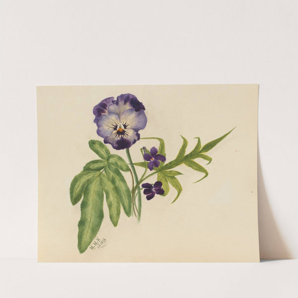 Pansy (1876) by Mary Vaux Walcott