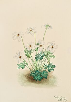 Aster (Aster hirariifolius) (1923)