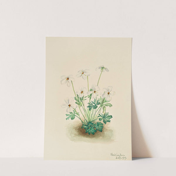 Pansy Violet (Viola pedata) (1919) by Mary Vaux Walcott