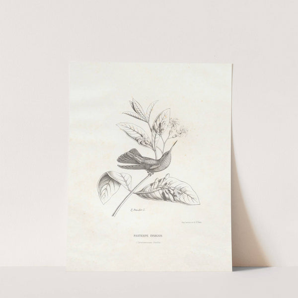 Panterpe Insignis (1874-1877) by Paul Eugène Mesplès