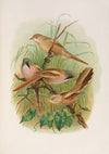 Panurus biarmicus