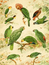 Papagaios